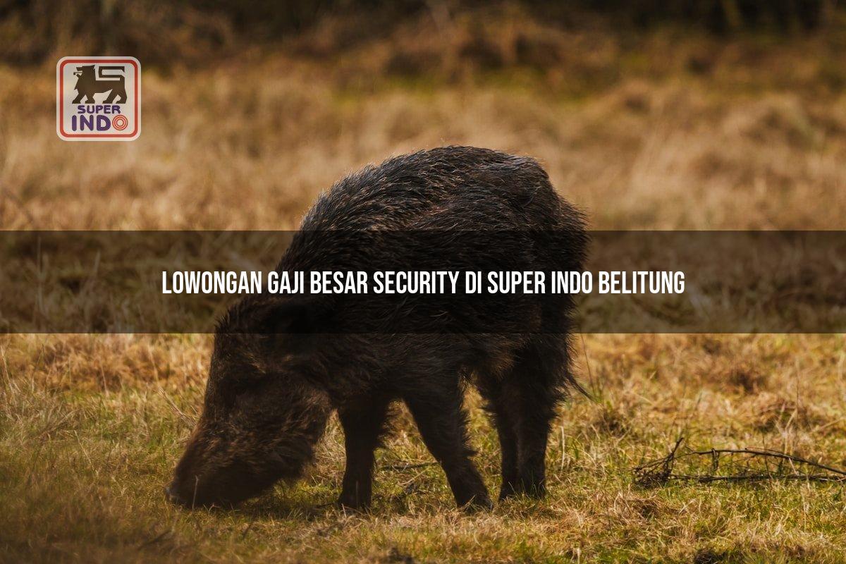 Lowongan Gaji Besar Security di Super Indo Belitung